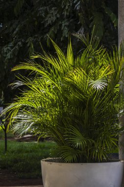 Areca palmiyesinin seçici odak noktası dışa doğru eğimli ve yeşilimsi. Brezilya 'daki bahçede sarımsı saplar. Dypsis lutescens bitkisi, palmiye ağacı sarısı kelebek olarak da bilinir.
