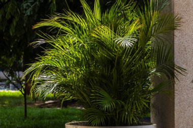 Areca palmiyesinin seçici odak noktası dışa doğru eğimli ve yeşilimsi. Brezilya 'daki bahçede sarımsı saplar. Dypsis lutescens bitkisi, palmiye ağacı sarısı kelebek olarak da bilinir.