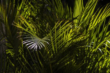 Areca palmiyesinin seçici odak noktası dışa doğru eğimli ve yeşilimsi. Brezilya 'daki bahçede sarımsı saplar. Dypsis lutescens bitkisi, palmiye ağacı sarısı kelebek olarak da bilinir.