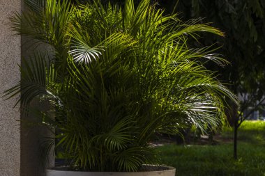 Areca palmiyesinin seçici odak noktası dışa doğru eğimli ve yeşilimsi. Brezilya 'daki bahçede sarımsı saplar. Dypsis lutescens bitkisi, palmiye ağacı sarısı kelebek olarak da bilinir.