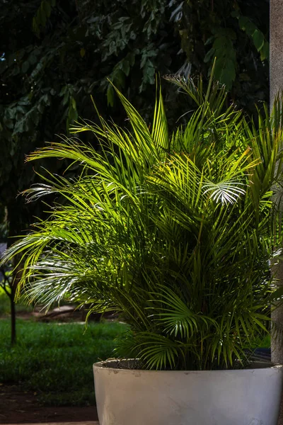 Areca palmiyesinin seçici odak noktası dışa doğru eğimli ve yeşilimsi. Brezilya 'daki bahçede sarımsı saplar. Dypsis lutescens bitkisi, palmiye ağacı sarısı kelebek olarak da bilinir.