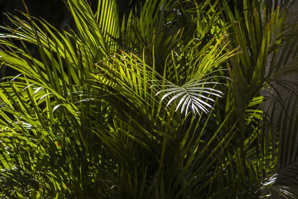 Areca palmiyesinin seçici odak noktası dışa doğru eğimli ve yeşilimsi. Brezilya 'daki bahçede sarımsı saplar. Dypsis lutescens bitkisi, palmiye ağacı sarısı kelebek olarak da bilinir.