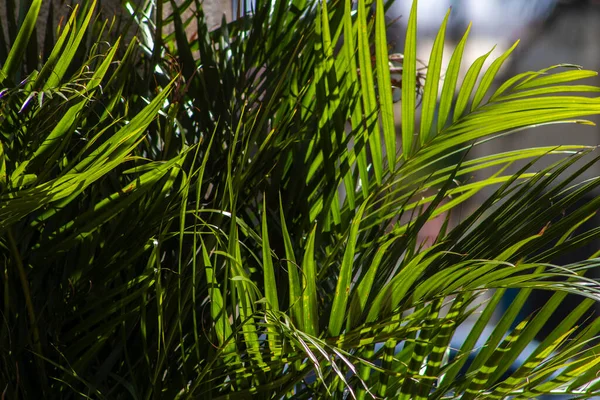 Areca palmiyesinin seçici odak noktası dışa doğru eğimli ve yeşilimsi. Brezilya 'daki bahçede sarımsı saplar. Dypsis lutescens bitkisi, palmiye ağacı sarısı kelebek olarak da bilinir.