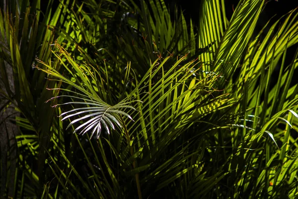 Areca palmiyesinin seçici odak noktası dışa doğru eğimli ve yeşilimsi. Brezilya 'daki bahçede sarımsı saplar. Dypsis lutescens bitkisi, palmiye ağacı sarısı kelebek olarak da bilinir.
