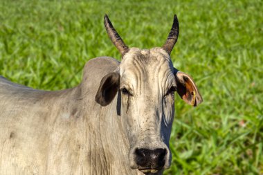 Zebu Nellore boğası Brezilya 'da bir sığır çiftliğinin çayır bölgesinde.