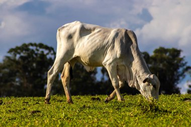 Zebu Nellore ineği Brezilya 'da bir sığır çiftliğinin çayır bölgesinde.