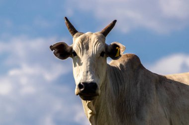 Zebu Nellore ineği Brezilya 'da bir sığır çiftliğinin çayır bölgesinde.