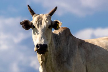 Zebu Nellore ineği Brezilya 'da bir sığır çiftliğinin çayır bölgesinde.