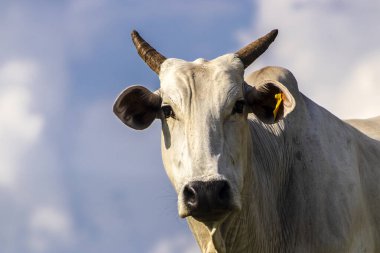 Zebu Nellore ineği Brezilya 'da bir sığır çiftliğinin çayır bölgesinde.