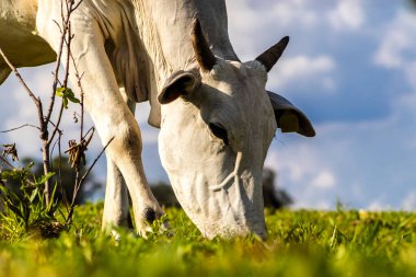 Zebu Nellore ineği Brezilya 'da bir sığır çiftliğinin çayır bölgesinde.