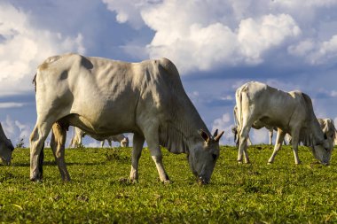 Zebu Nellore ineği Brezilya 'da bir sığır çiftliğinin çayır bölgesinde.