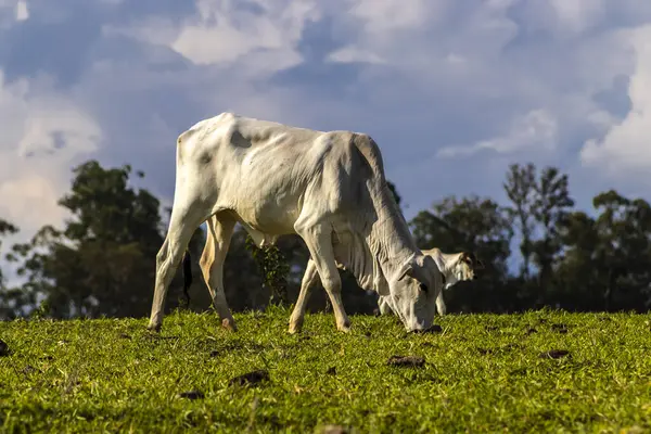 Zebu Nellore ineği Brezilya 'da bir sığır çiftliğinin çayır bölgesinde.