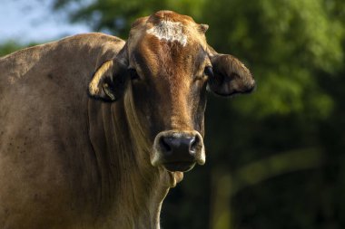 Brezilya 'da bir sığır çiftliğinin çayır bölgesinde yapay döllenmede kullanılan alıcı inek.