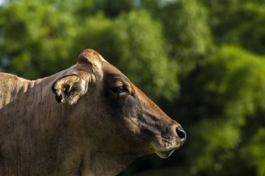 Brezilya 'da bir sığır çiftliğinin çayır bölgesinde yapay döllenmede kullanılan alıcı inek.