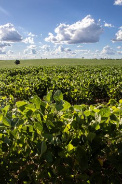 Taze yeşil soya tarlasıyla kırsal alan. Brezilya 'daki soya tarlası..