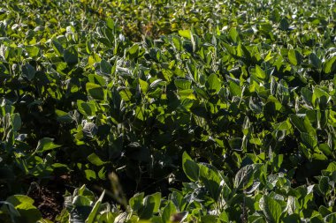 Taze yeşil soya tarlasıyla kırsal alan. Brezilya 'daki soya tarlası..