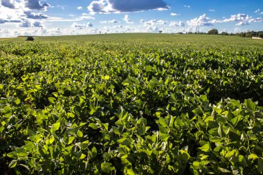 Taze yeşil soya tarlasıyla kırsal alan. Brezilya 'daki soya tarlası..