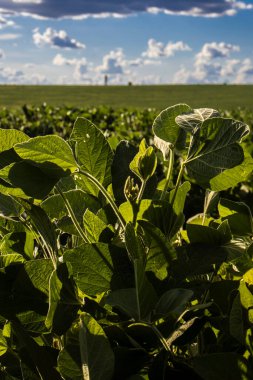 Taze yeşil soya tarlasıyla kırsal alan. Brezilya 'daki soya tarlası..