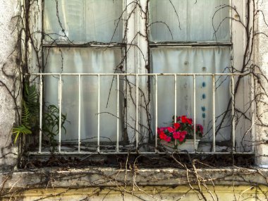 Brezilya 'da kuru bir bitki, küçük bir korkuluk ve kırmızı çiçeklerle çevrili eski beyaz ahşap pencere.