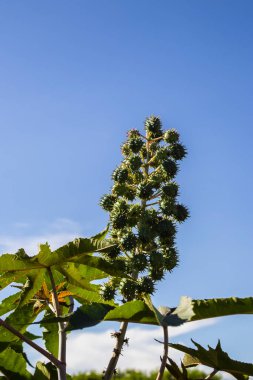 Brezilya 'da fasulye tohumu yetiştiriyor.