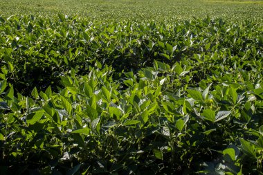 Taze yeşil soya tarlasıyla kırsal alan. Brezilya 'daki soya tarlası..