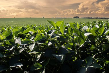 Taze yeşil soya tarlasıyla kırsal alan. Brezilya 'da günbatımı gökyüzü ile soya fasulyesi tarlası.