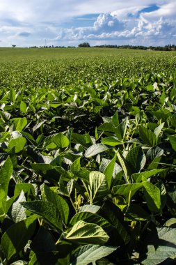 Taze yeşil soya tarlasıyla kırsal alan. Brezilya 'daki soya tarlası..