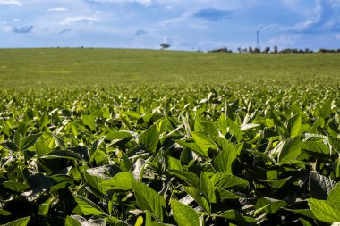 Taze yeşil soya tarlasıyla kırsal alan. Brezilya 'daki soya tarlası..