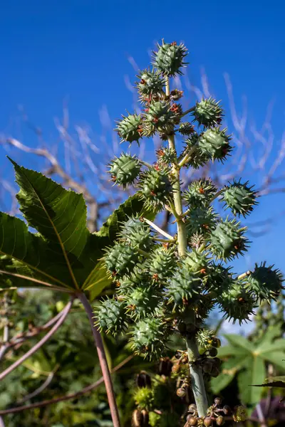 Brezilya 'da fasulye tohumu yetiştiriyor.