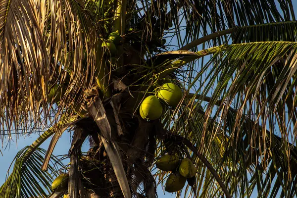 Closer Coconut cluster on Tree of sea sky bright atmosphere. Coconut cluster on coconut tree in Brazil