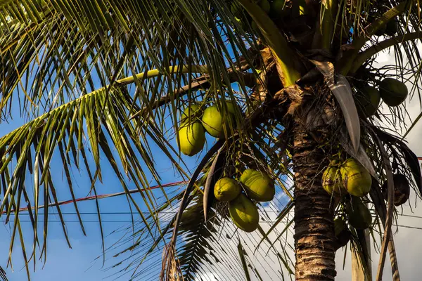 Closer Coconut cluster on Tree of sea sky bright atmosphere. Coconut cluster on coconut tree in Brazil