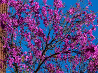 Brezilya 'da tamamen açan pembe trompet ya da tatebuia. Pembe Ipe