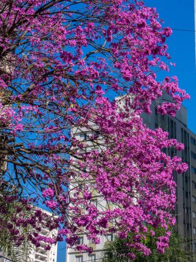 Brezilya 'da tamamen açan pembe trompet ya da tatebuia. Pembe Ipe
