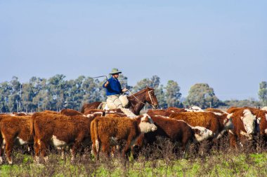 Dom Pedrito, Rio Grande do Sul, Brezilya, 15 Temmuz 2008. Atın üstündeki çiftçi Hereford sığırları otlaktaki çiftlik hayvanlarının çiftliğinde.