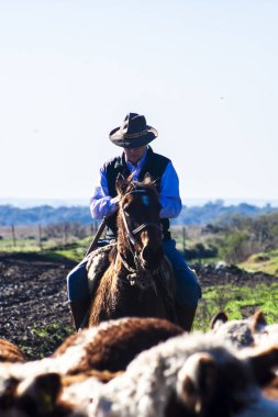 Dom Pedrito, Rio Grande do Sul, Brezilya, 15 Temmuz 2008. Atın üstündeki çiftçi Hereford sığırları otlaktaki çiftlik hayvanlarının çiftliğinde.