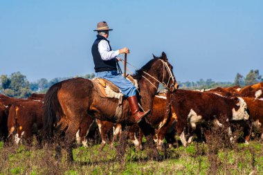 Dom Pedrito, Rio Grande do Sul, Brezilya, 15 Temmuz 2008. Atın üstündeki çiftçi Hereford sığırları otlaktaki çiftlik hayvanlarının çiftliğinde.