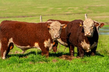 Brezilya çiftliğindeki otlaktaki Hereford sığırları sürüsü.