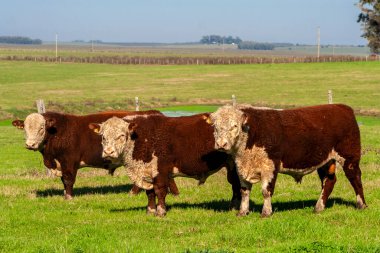 Brezilya çiftliğindeki otlaktaki Hereford sığırları sürüsü.