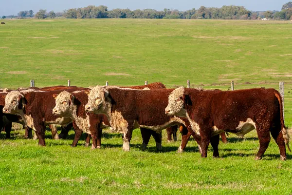 Brezilya çiftliğindeki otlaktaki Hereford sığırları sürüsü.