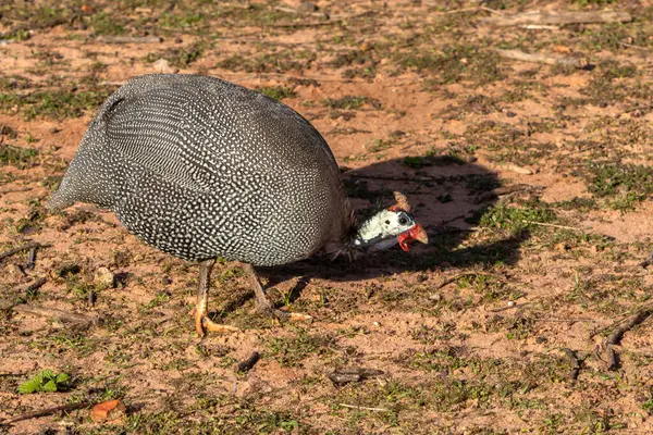 Huhn Angola Oder Auch Perlhuhn Genannt Auf Dem Gelände Brasilien — Stockfoto