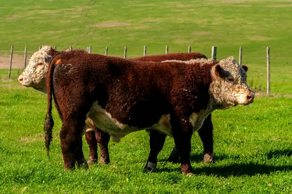 브라질 목장에서 목장에 Hereford 가축의 스톡 이미지