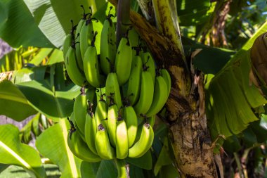 Brezilya 'da muz filizlenir ve ağaçta toplanır.