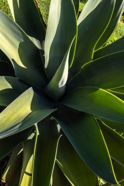 Agave Attenuata fabrikasının yakın çekimi. Agave attenuata Brezilya 'da yaygın olarak tilki kuyruğu agave olarak bilinen büyük bir sulu sudur.