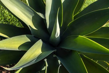 Agave Attenuata fabrikasının yakın çekimi. Agave attenuata Brezilya 'da yaygın olarak tilki kuyruğu agave olarak bilinen büyük bir sulu sudur.