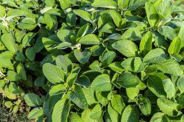 Boldo 'nun seçici odağı. Brezilya 'da Boldo da Terra adında yeşil bir bitki. Bitki çay ve ilaç yapımında kullanılır.;