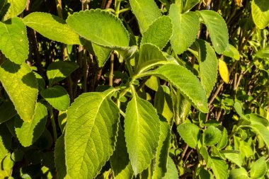 Boldo 'nun seçici odağı. Brezilya 'da Boldo da Terra adında yeşil bir bitki. Bitki çay ve ilaç yapımında kullanılır.;