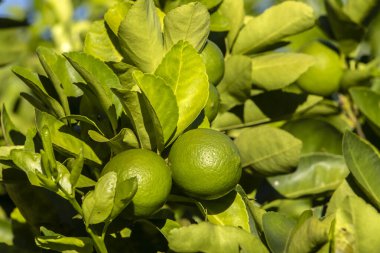 Brezilya 'da bir aile çiftliğindeki ağaçta yeşil limon. Yeşil turunçgillere yakın plan, doğal arka plan. Doğa konsepti