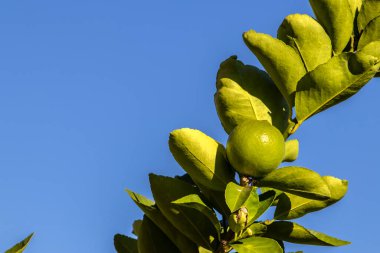 Brezilya 'da bir aile çiftliğindeki ağaçta yeşil limon. Yeşil turunçgillere yakın plan, doğal arka plan. Doğa konsepti