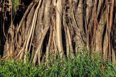 Brezilya 'daki güzel Ficus Elastica ağacı. Sıcak ve güneşli bir günde ağaçların renkli yaprakları. İncir banyan grubunda büyük bir ağaçtır. Güçlü ve düzensiz gövde. Geniş, parlak oval yaprakları var.