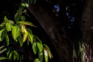 Brezilya 'daki güzel Ficus Elastica ağacı. Sıcak ve güneşli bir günde ağaçların renkli yaprakları. İncir banyan grubunda büyük bir ağaçtır. Güçlü ve düzensiz gövde. Geniş, parlak oval yaprakları var.